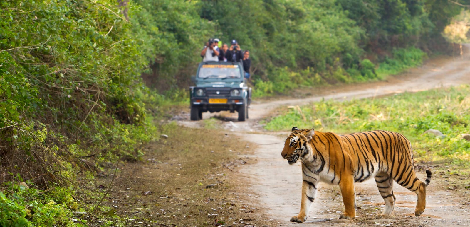 Jim Corbett – An Adventurous Jungle Adventure