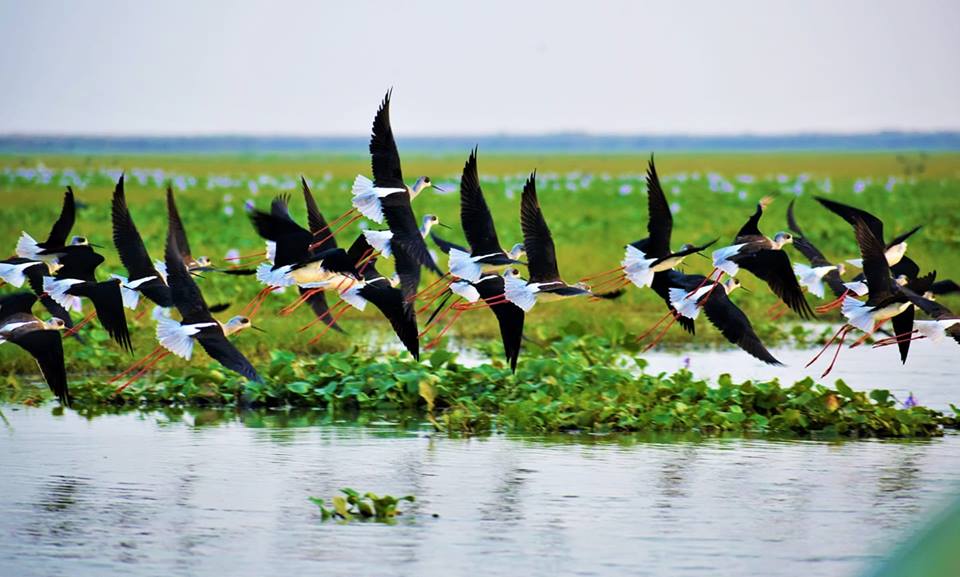 The Bird Paradise of Odisha : Mangalajodi