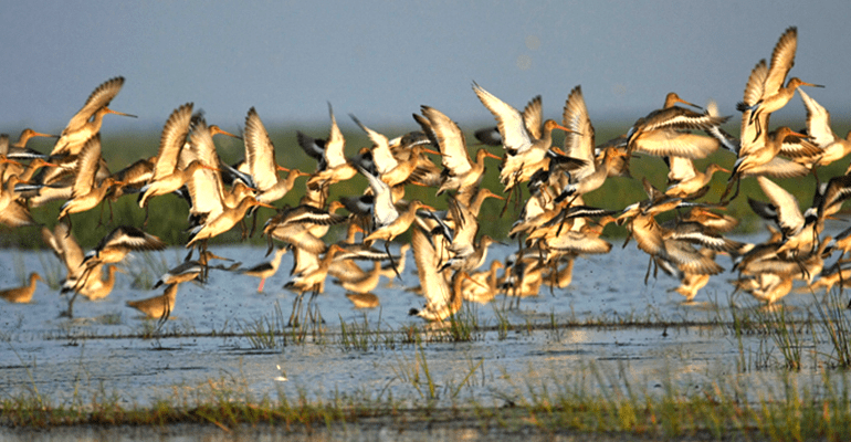 Birds’ Island Chilika : Odisha