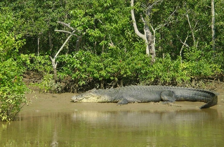 Bhitarkanika Wildlife Sanctuary