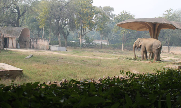 National Zoological Park Delhi