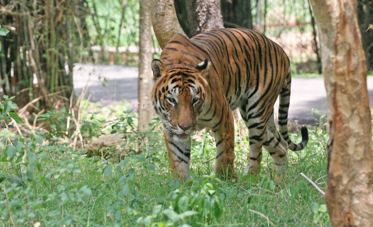 Similipal National Park