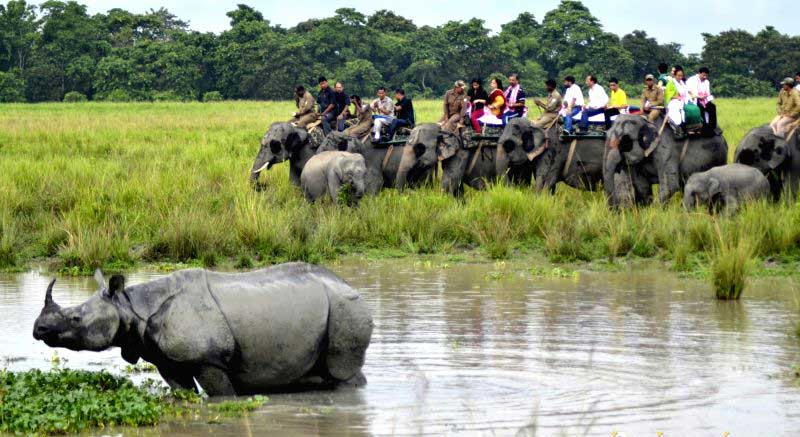 Elephant Safari in Kaziranga Package