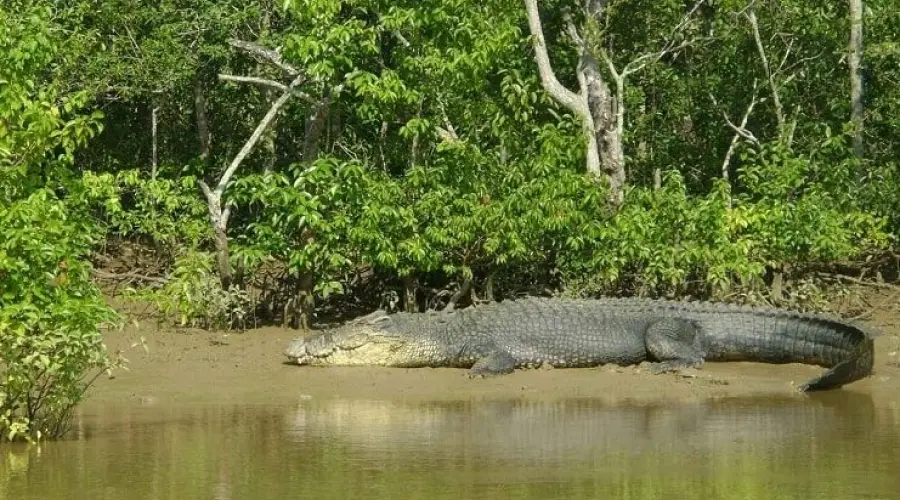 Oriole Holiday